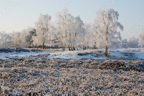 Winterlandscape in the Kalmthoutse heide, Belgium photo