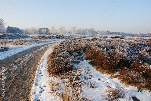 Winterlandscape in the Kalmthoutse heide  Belgium