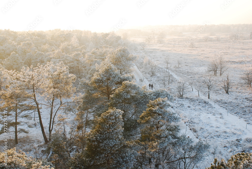 Winter landscape in the Kalmthoutse heide, Belgium Winter landscape in the Kalmthoutse heide, Belgium