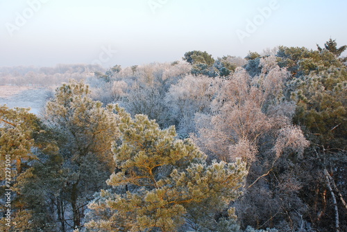 Winterlandscape in the Kalmthoutse heide, Belgium photo