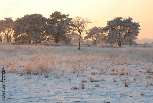 Winterlandscape in the Kalmthoutse heide, Belgium photo