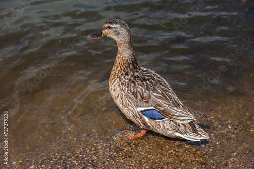 MALLARD duck close-up on the background of lake water in summer