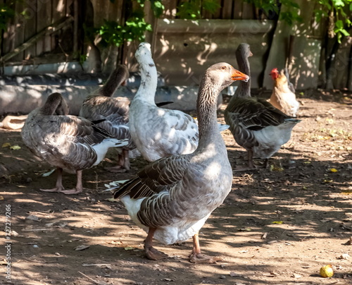 Domestic geese close-up in the paddock in summer