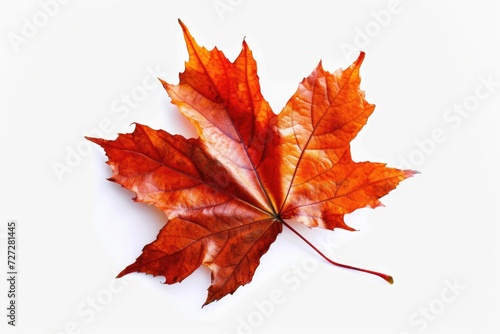 Red maple leaf. Fallen autumn leaf on a white background. Decorative botanical element.