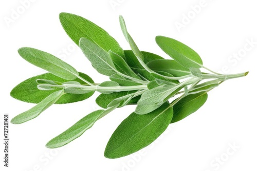 Sage leaves isolated on white background  full depth of field