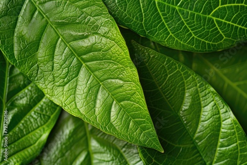 Close up stock photos of detailed soursop leaves