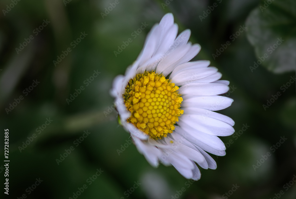 Obraz premium Early Daisy