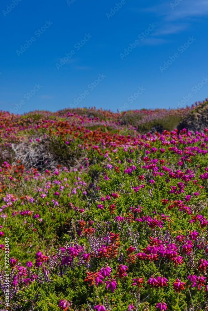 Landscape in Cap de la Chevre, Crozon, Brittany, France