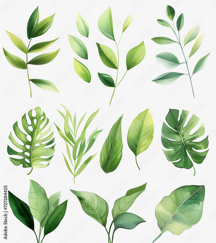 Collection of green watercolor foliage plants clipart on white background. Botanical spring summer leaves illustration. Suitable for wedding invitations, greeting cards, frames and bouquets. Collection of green watercolor foliage plants clipart on white background. Botanical spring summer leaves illustration. Suitable for wedding invitations, greeting cards, frames and bouquets.