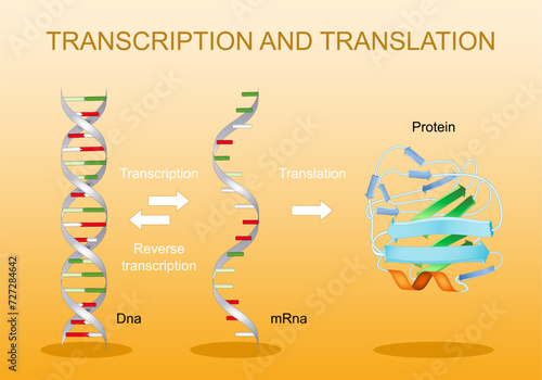 Transcription and translation. From DNA to mRNA. Protein synthesis.