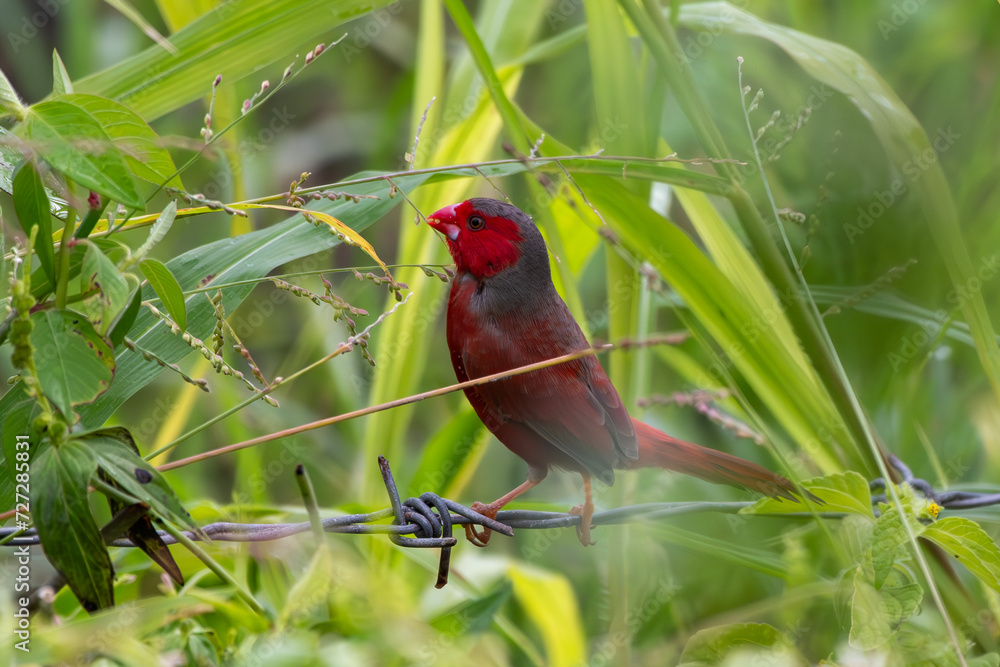 Crimson finch or Neochmia phaeton seen in Nimbokrang in West Papua, Indonesia Crimson finch or Neochmia phaeton seen in Nimbokrang in West Papua, Indonesia