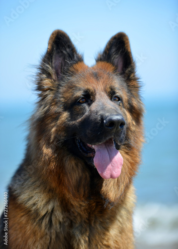 german shepherd in nature