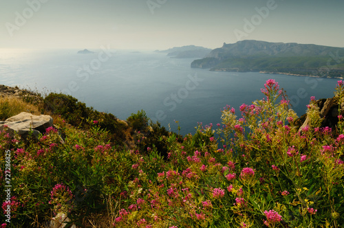 Flower above sea view Mediterannean