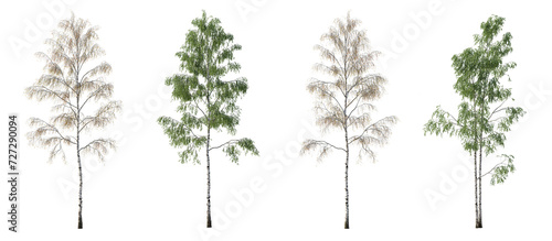 2 in 1 Summer and Autumn set of Birch trees betula trees isolated png in sunny daylight on a transparent background perfectly cutout 