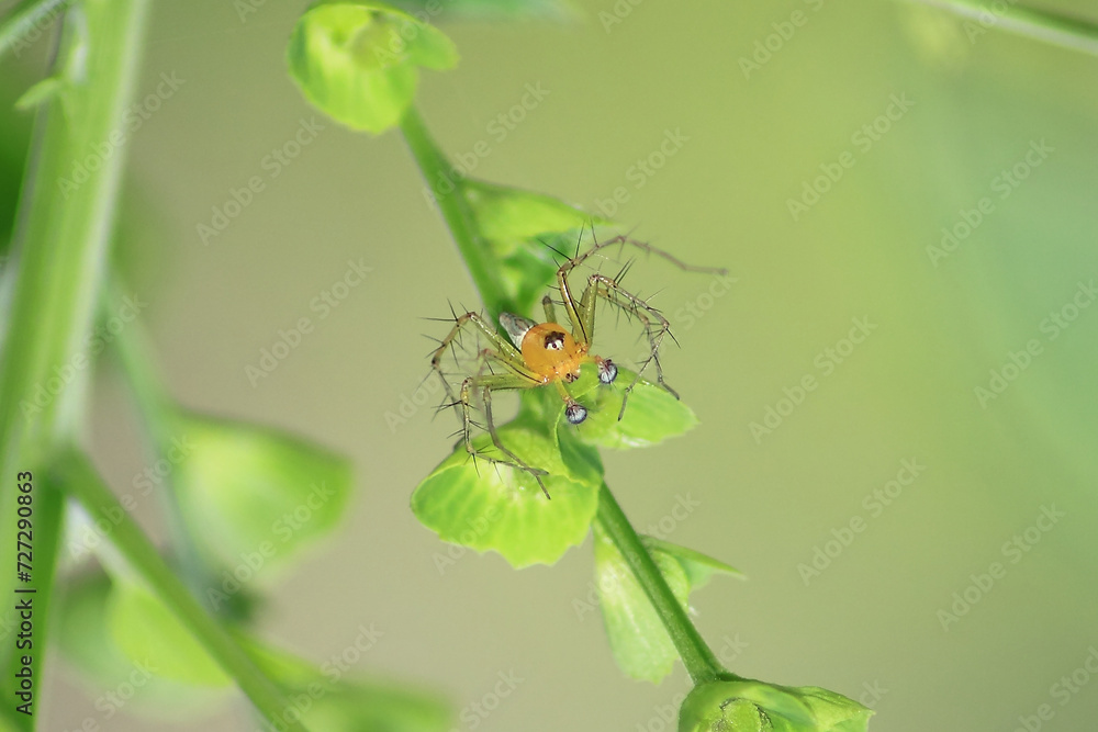 close up of Spider oxyopes salticus, macro photogaphy, insect, wildlife. close up of Spider oxyopes salticus, macro photogaphy, insect, wildlife.