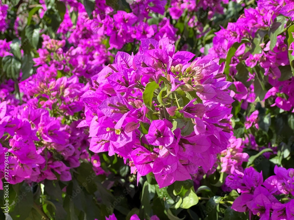 Fototapeta premium Beautiful bougainvillea blossom pink petals
