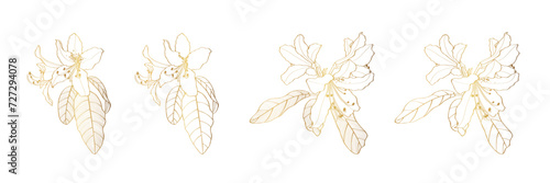 Rhododendron, oleander, azalea flowers big set.  Hand drawn spring blossoms poster. Golden botanical line art. Vintage illustration.