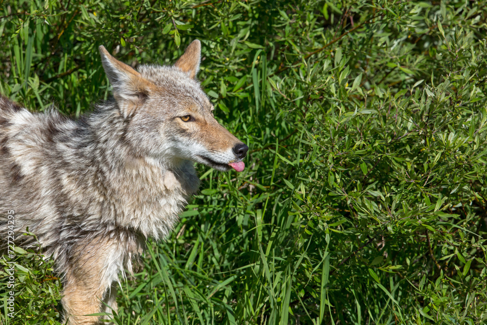 Coyote with tongue sticking out Coyote with tongue sticking out