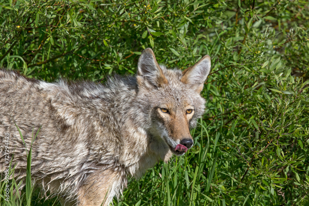 Coyote Licking His Lips