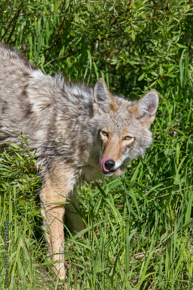 Coyote Licking Her Lips Coyote Licking Her Lips