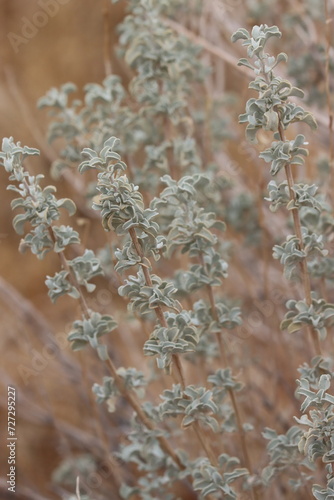 Salvia Dorrii Variety Dorrii, a native shrub displaying spatulately oblanceolate leaves during Autumn in the Little San Bernardino Mountains. photo