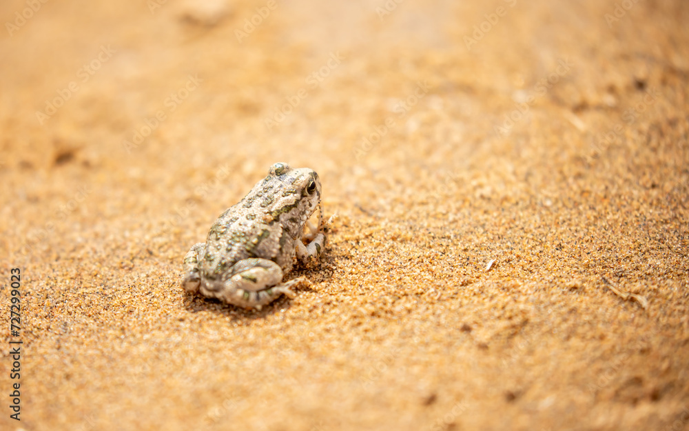 The frog sits on the sand on the shore of the lake. Beautiful wildlife landscape with place for text. The concept of protecting wildlife and ecology.