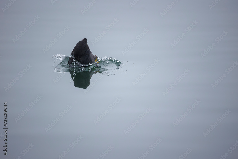Fototapeta premium Eurasian coot diving and create a hole in the water