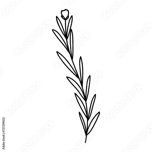 beautiful flower outline vector