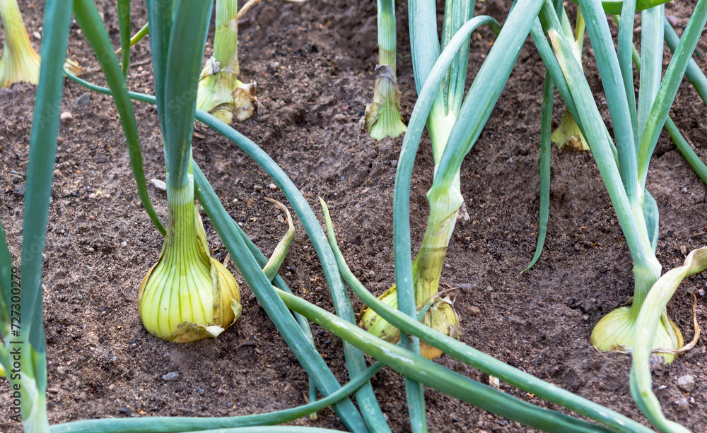 Fototapeta premium Onion bulbs on field.