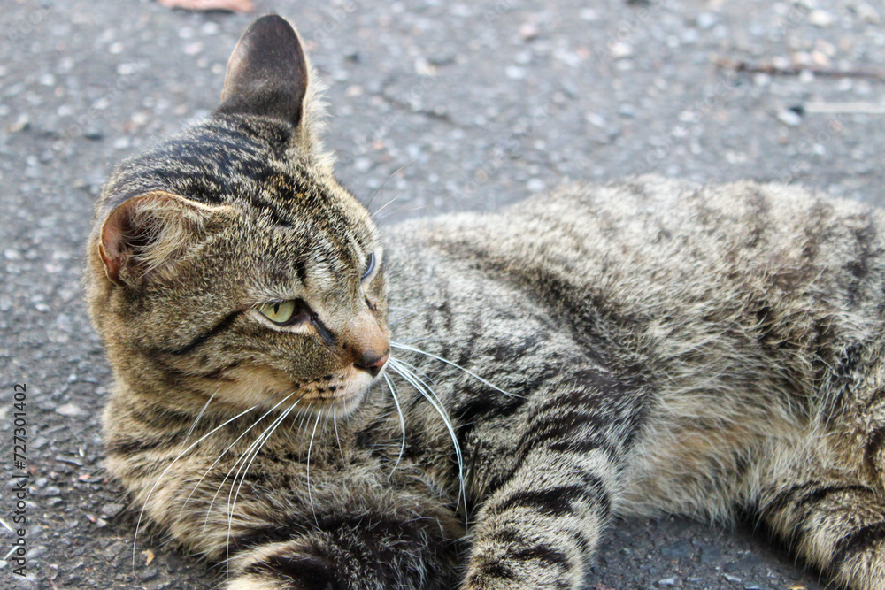 Naklejka premium Momentos Felinos: Serenidade e Espontaneidade em Harmonia