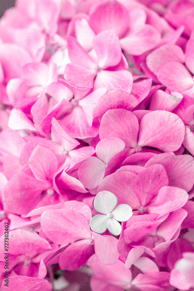 Pink flowers close up. Bouquet of purple flowers. City flower beds, a beautiful and well-groomed garden with flowering bushes.