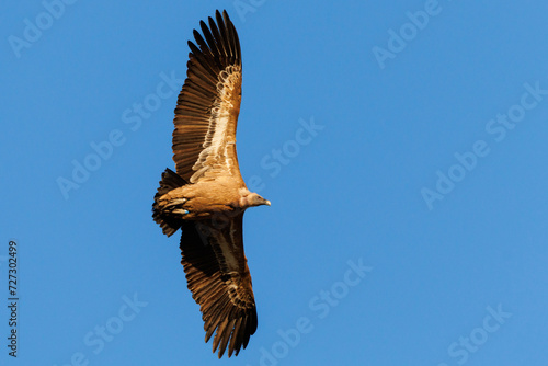 Vista de Gyps fulvus desde abajo con las alas extendidas durante el vuelo y fondo liso de cielo azul en Alcoi, España