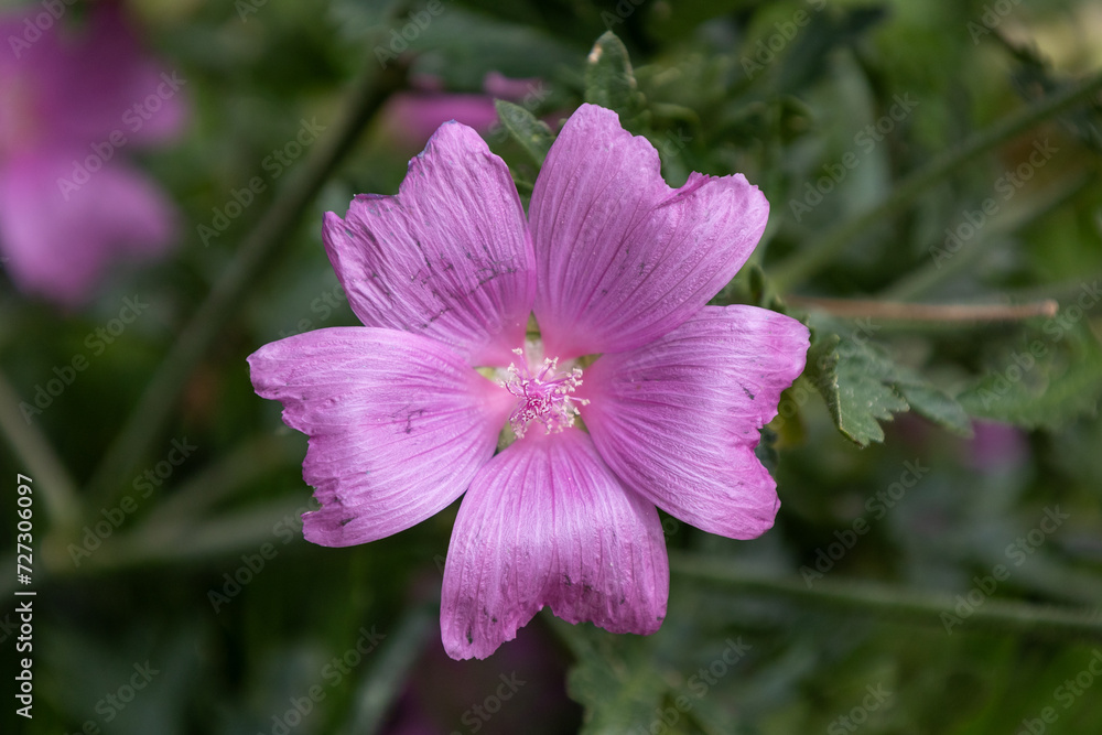 Beautiful, wild-grown musk mallow (Malva moschata) in close-up with blurred background Beautiful, wild-grown musk mallow (Malva moschata) in close-up with blurred background