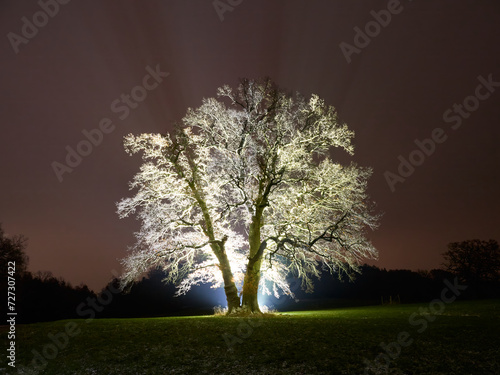 Baum nachts strahlendes Licht