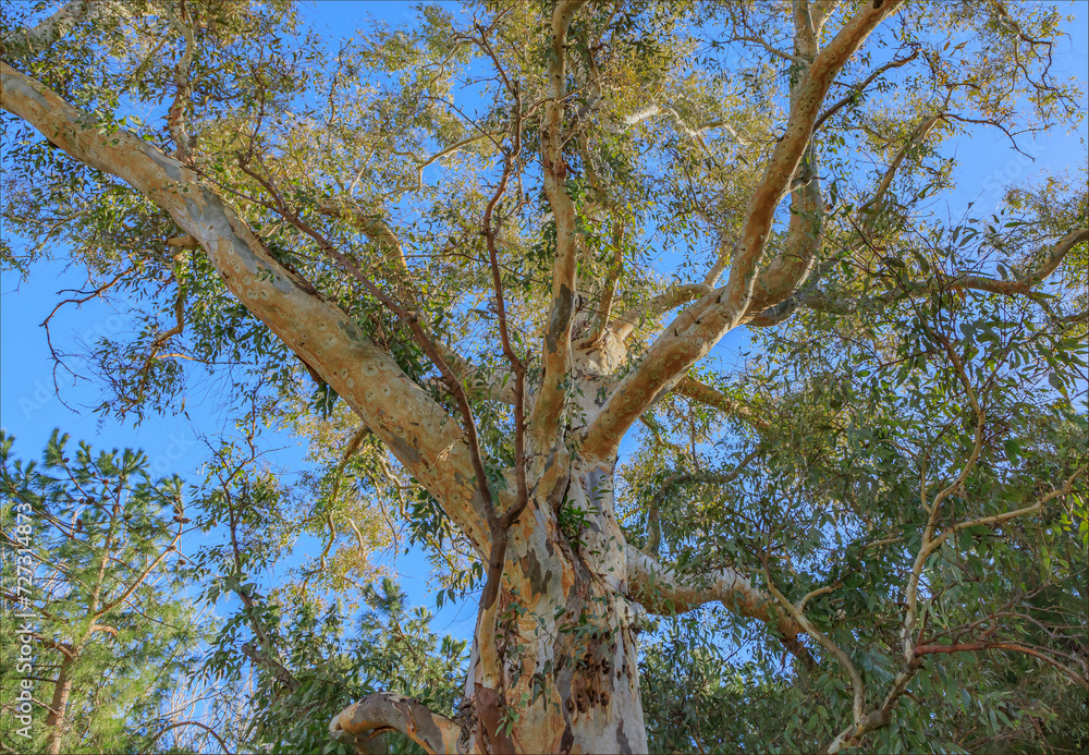 Looking upwards at the branches of a Eucalyptus tree
