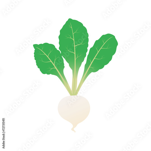 Cartoon hakurei turnip vector alphabet H vegetable