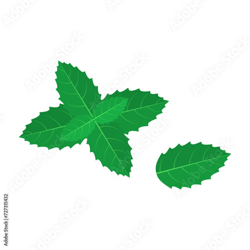 cartoon mint vector alphabet M vegetable