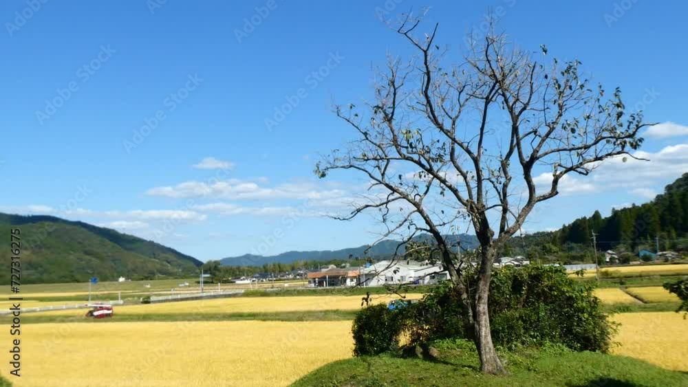 稲田を背景にした一本の木 稲田を背景にした一本の木
