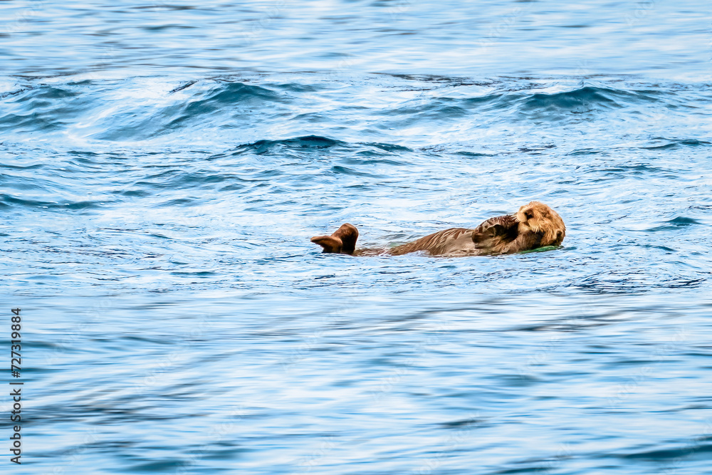 Fototapeta premium Sea Otter (Enhydra lutris) floating in Resurrection Bay near Seward, AK