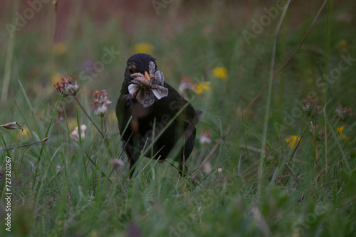 Turdus merula - Common blackbird - Merle noir