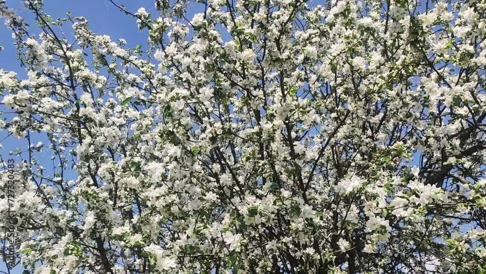 Blossoming apple tree. flowering tree In the spring. Flowers in April time in the sun. Blossoming apple tree. flowering tree In the spring. Flowers in April time in the sun.