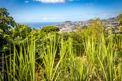 botanical garden in funchal  monte  madeira  jardim botanico madeira  garden  tropical flowers  view  ocean 