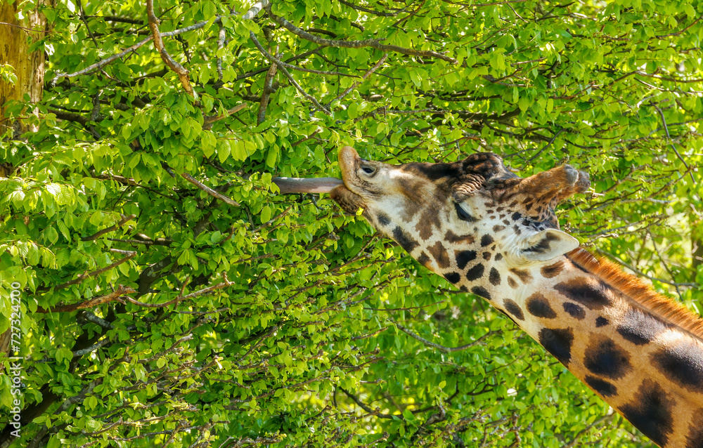 giraffe in grass eating trees
