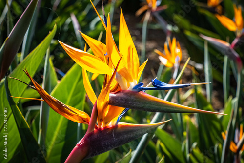 bird of paradise, flower, strelitzia, madeira, traditional flower of madeira, portugaL © Andrea Aigner