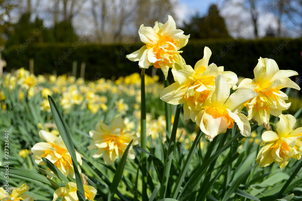 Yellow daffodils blooming in a garden in Scotland, UK Yellow daffodils blooming in a garden in Scotland, UK