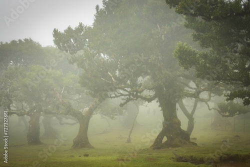 misty and mystical laurel forest, laurisilva, madeira, island, portugal, atlantic ocean, europe, fanal photo