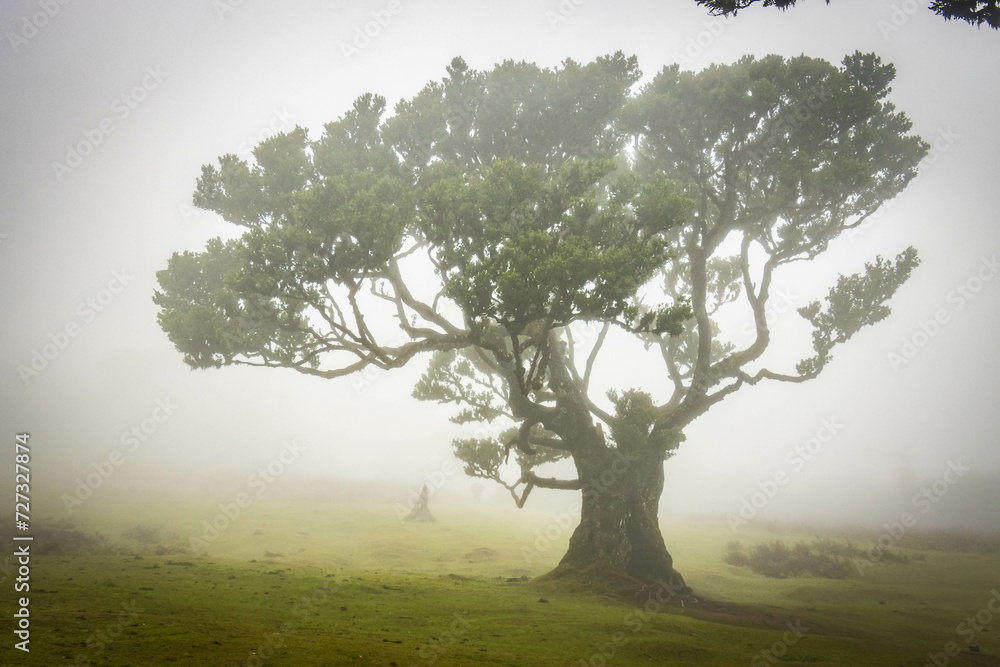 Fototapeta premium misty and mystical laurel forest, laurisilva, madeira, island, portugal, atlantic ocean, europe, fanal