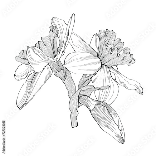 Daffodils flowers bouquet. Black outline hand drawn sketch of narcissus on white. Vector element for Easter and spring floral design, coloring book, tattoo.