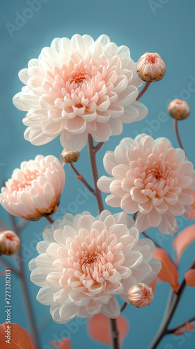 Pink chrysanthemums on a blue background.