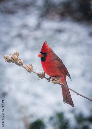 Cardinal perched on a snow covered branch  © Matthew